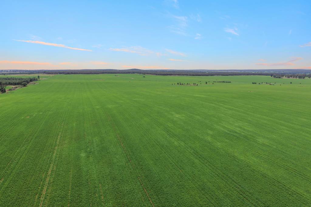 1826 Tallimba Road, West Wyalong NSW 2671