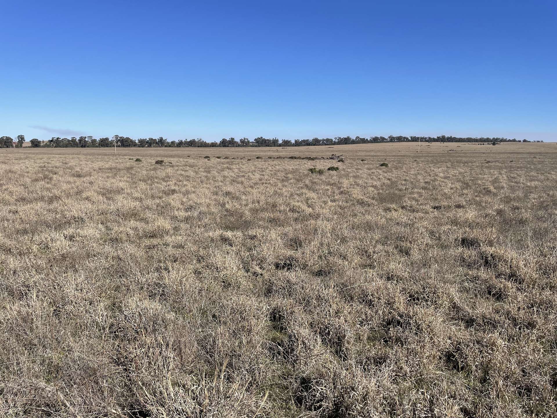 1826 Tallimba Road, West Wyalong For Sale by Farmbuy.com - image 4