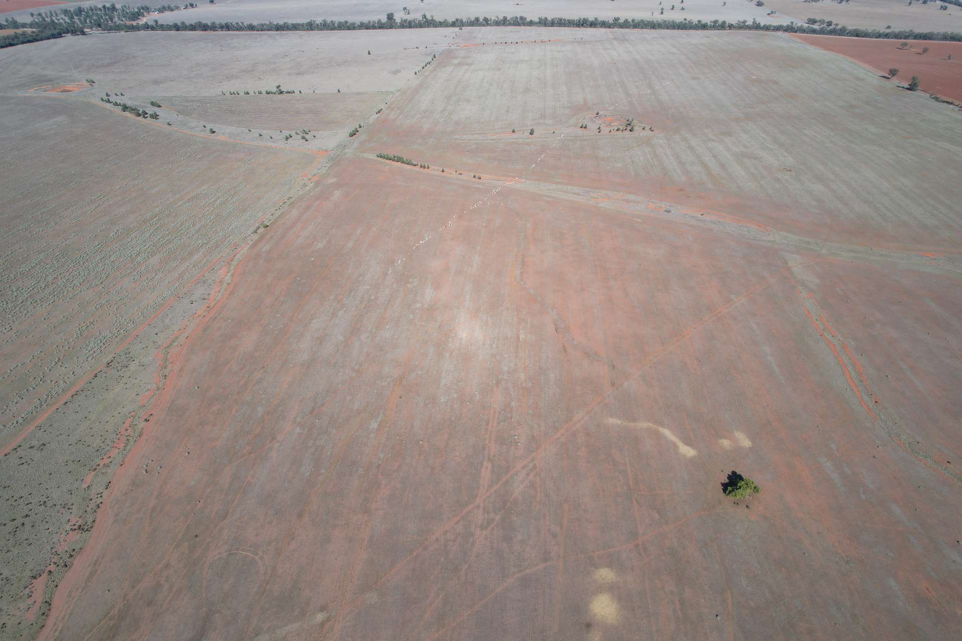 1826 Tallimba Road, West Wyalong For Sale by Farmbuy.com - image 6
