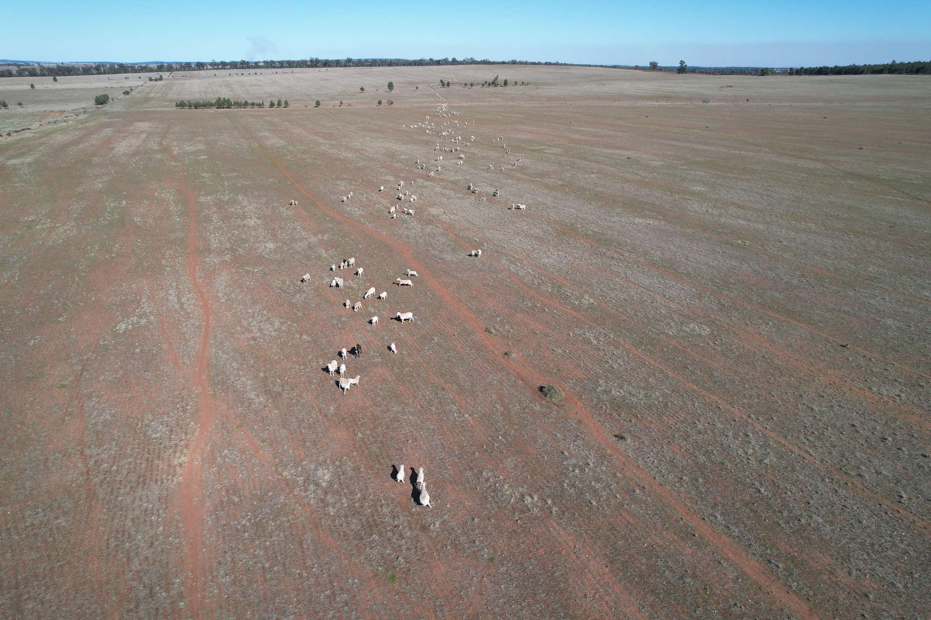 1826 Tallimba Road, West Wyalong For Sale by Farmbuy.com - image 10