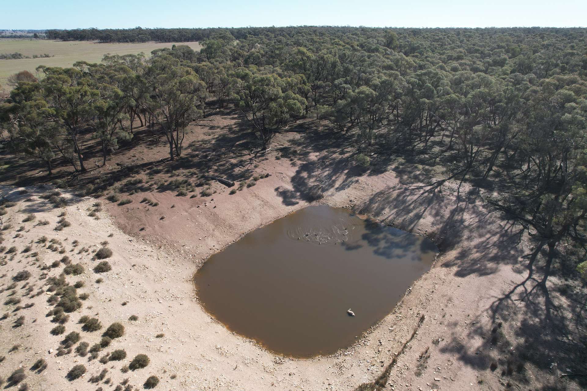 1826 Tallimba Road, West Wyalong For Sale by Farmbuy.com - image 12