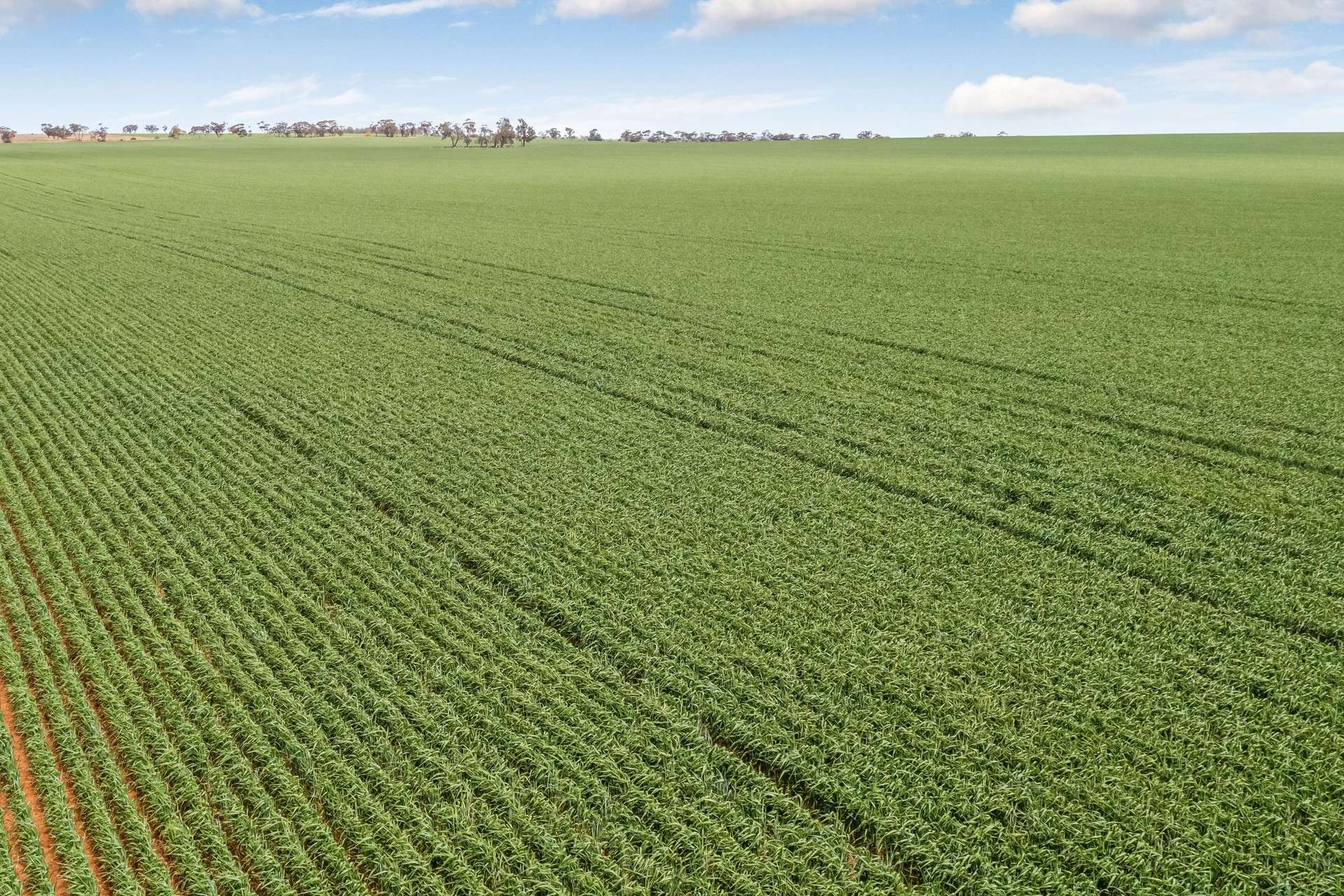 - Woorinen-Goschen Road, Woorinen South For Sale by Farmbuy.com - image 6