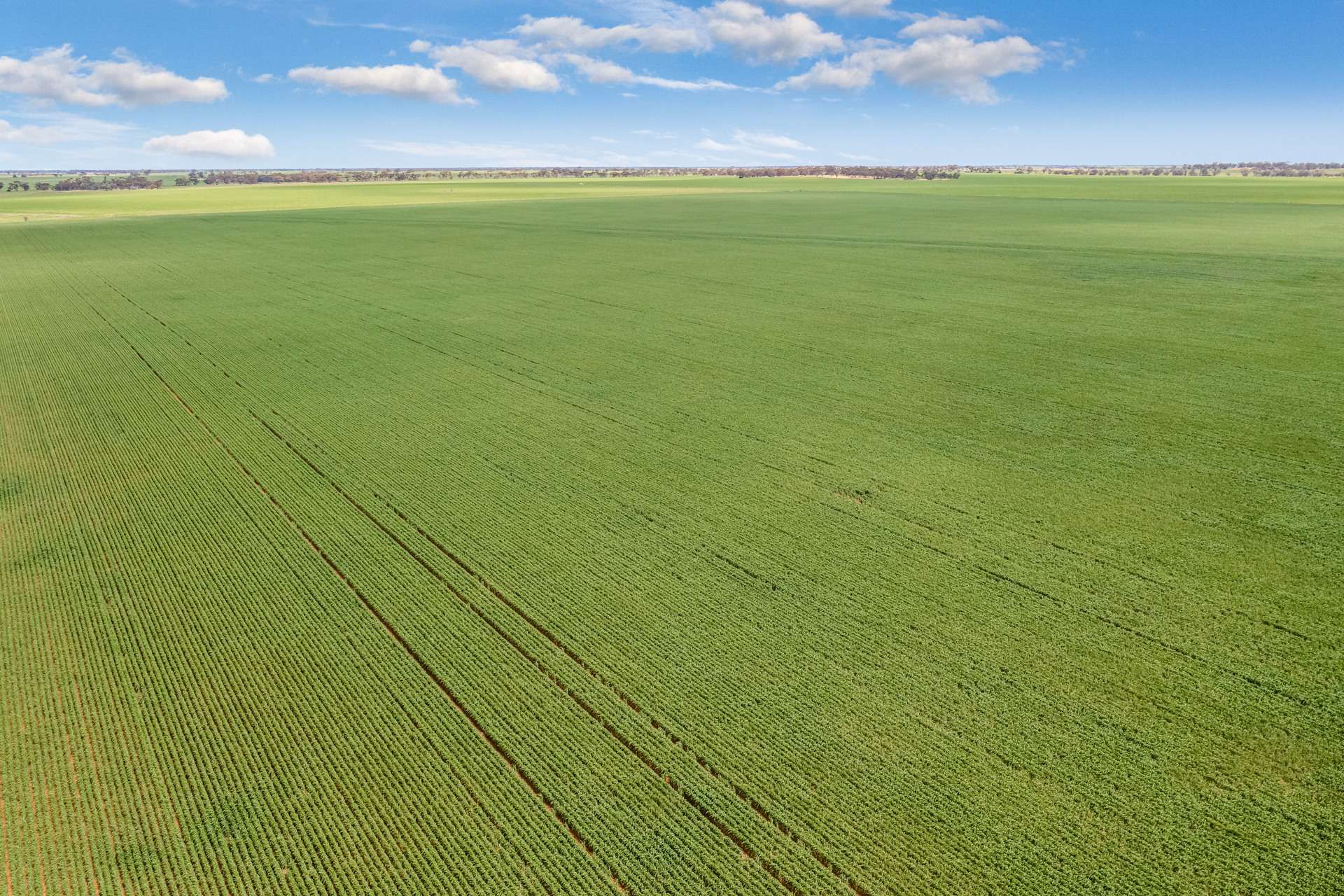 - Woorinen-Goschen Road, Woorinen South For Sale by Farmbuy.com - image 12