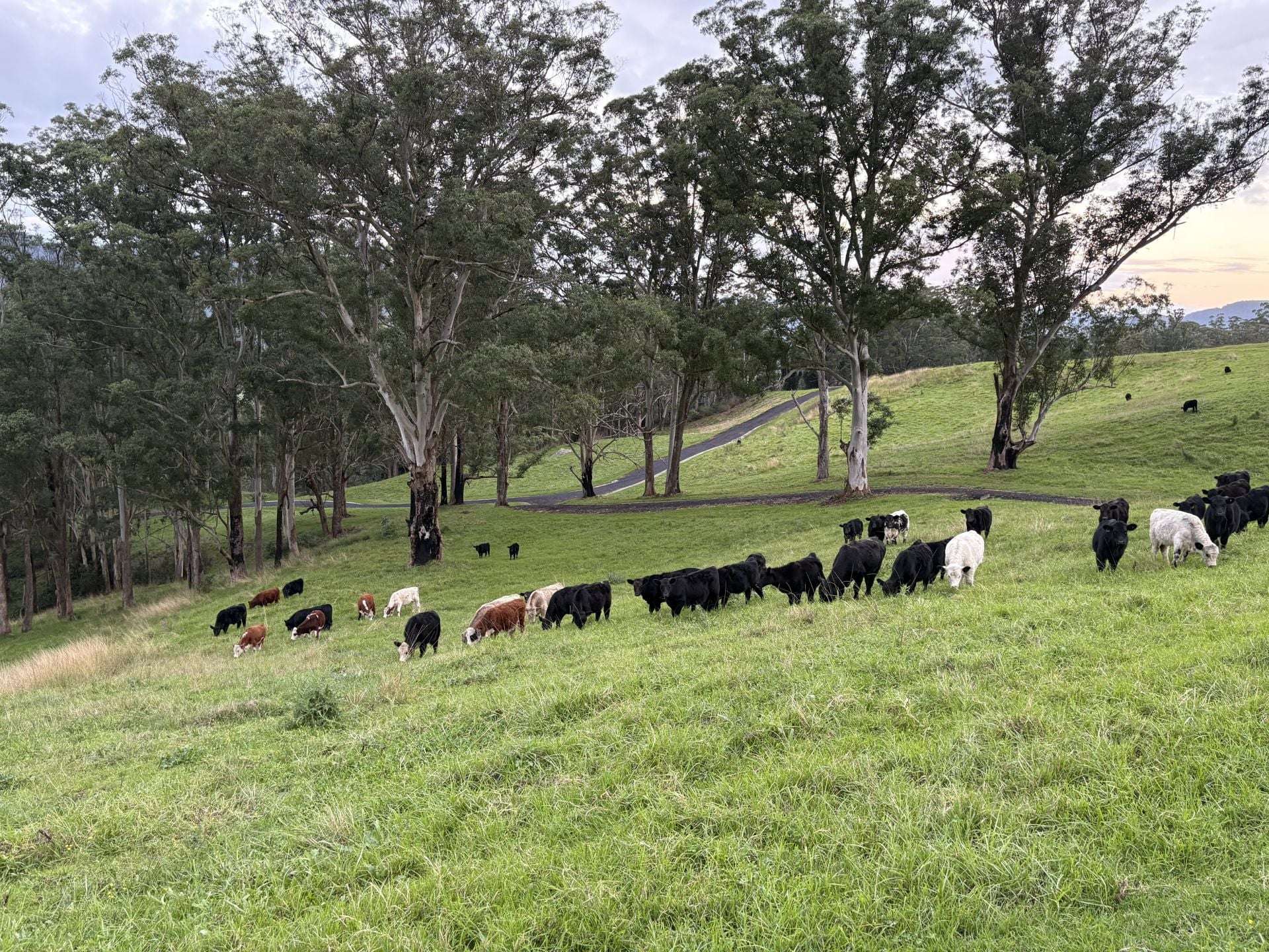2393 Moss Vale Road, Kangaroo Valley For Sale by Farmbuy.com - image 4