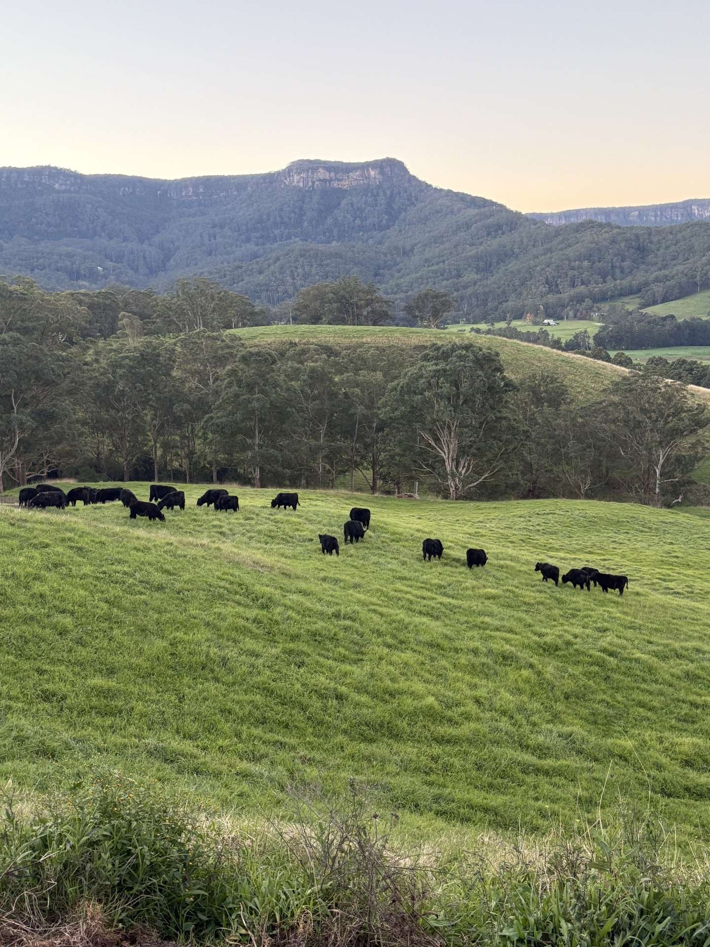 2393 Moss Vale Road, Kangaroo Valley For Sale by Farmbuy.com - image 11