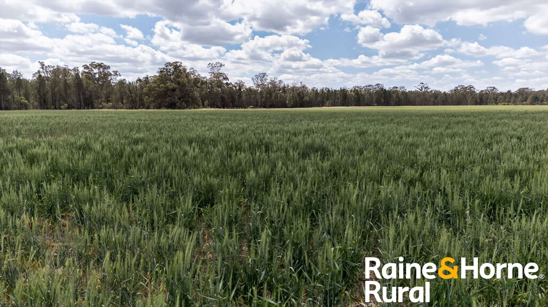 1186 Newell Highway, Gilgandra For Sale by Farmbuy.com - image 1