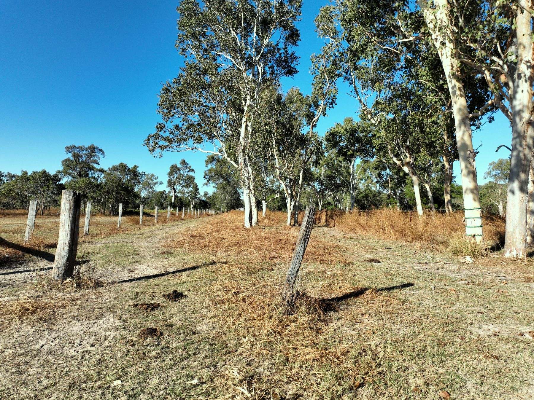 Thoopara For Sale by Farmbuy.com - image 18