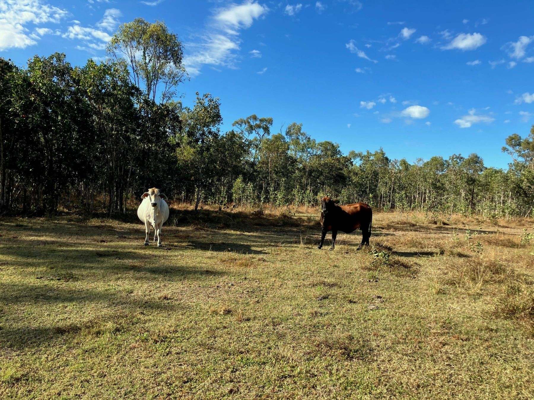 Thoopara For Sale by Farmbuy.com - image 4