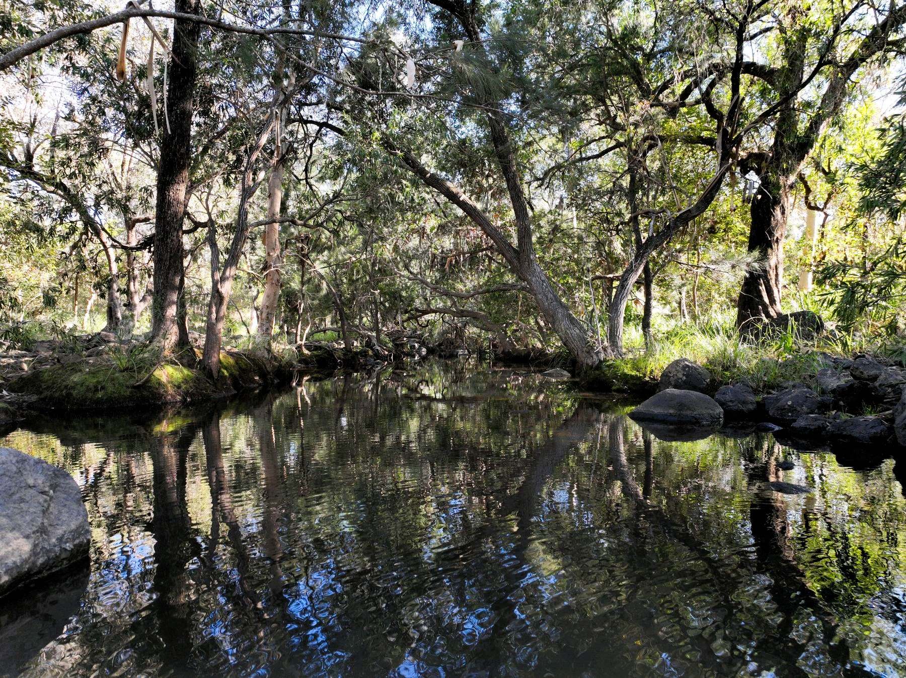 Thoopara For Sale by Farmbuy.com - image 6