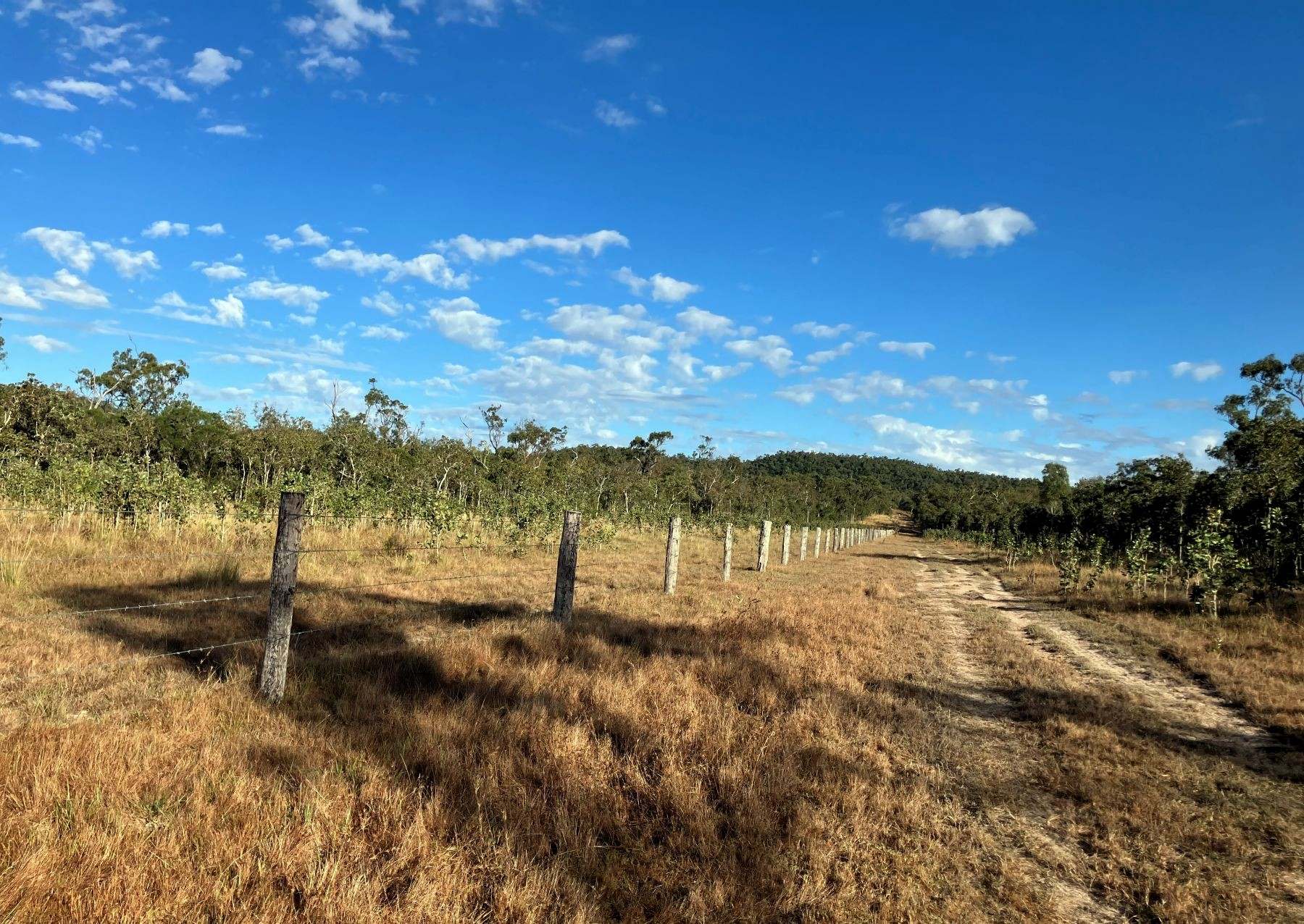 Thoopara For Sale by Farmbuy.com - image 13