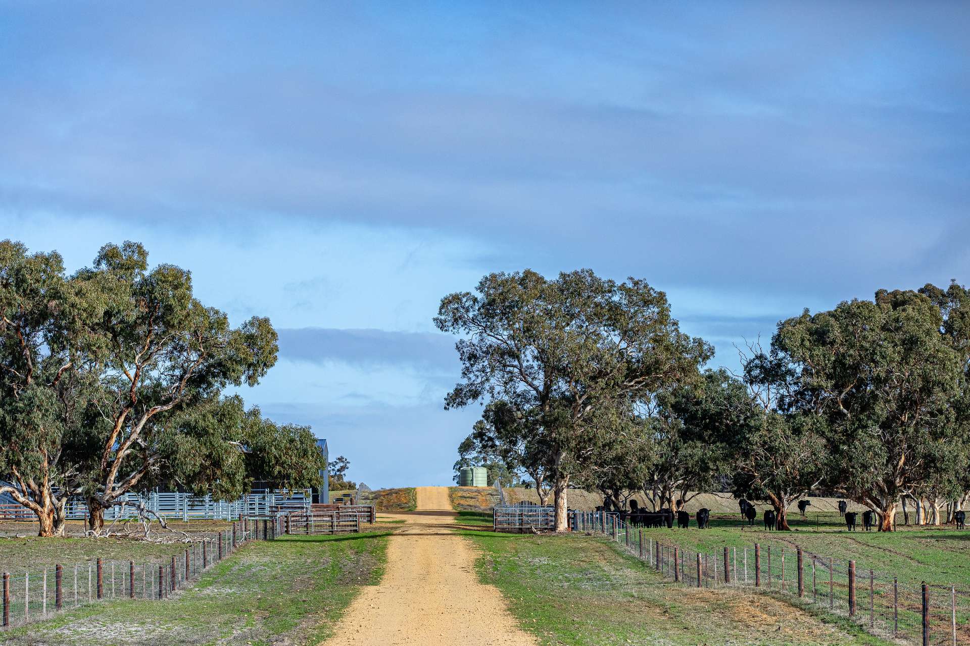 1911 Cadgee Road, Naracoorte For Sale by Farmbuy.com - image 5