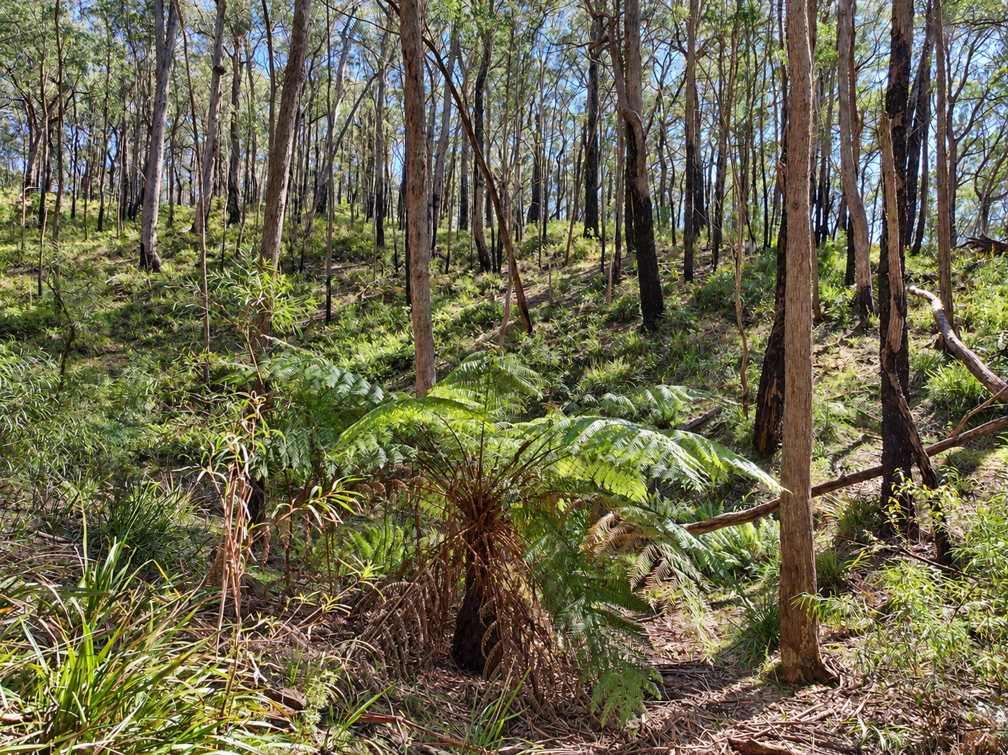 4651 Kings Highway, Monga For Sale by Farmbuy.com - image 5