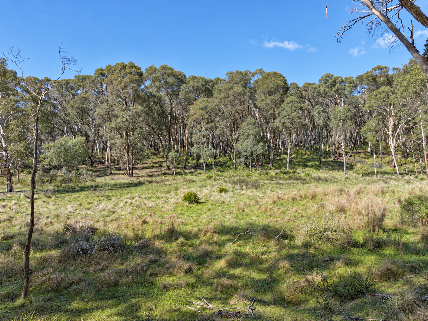 4651 Kings Highway, Monga For Sale by Farmbuy.com - image 4