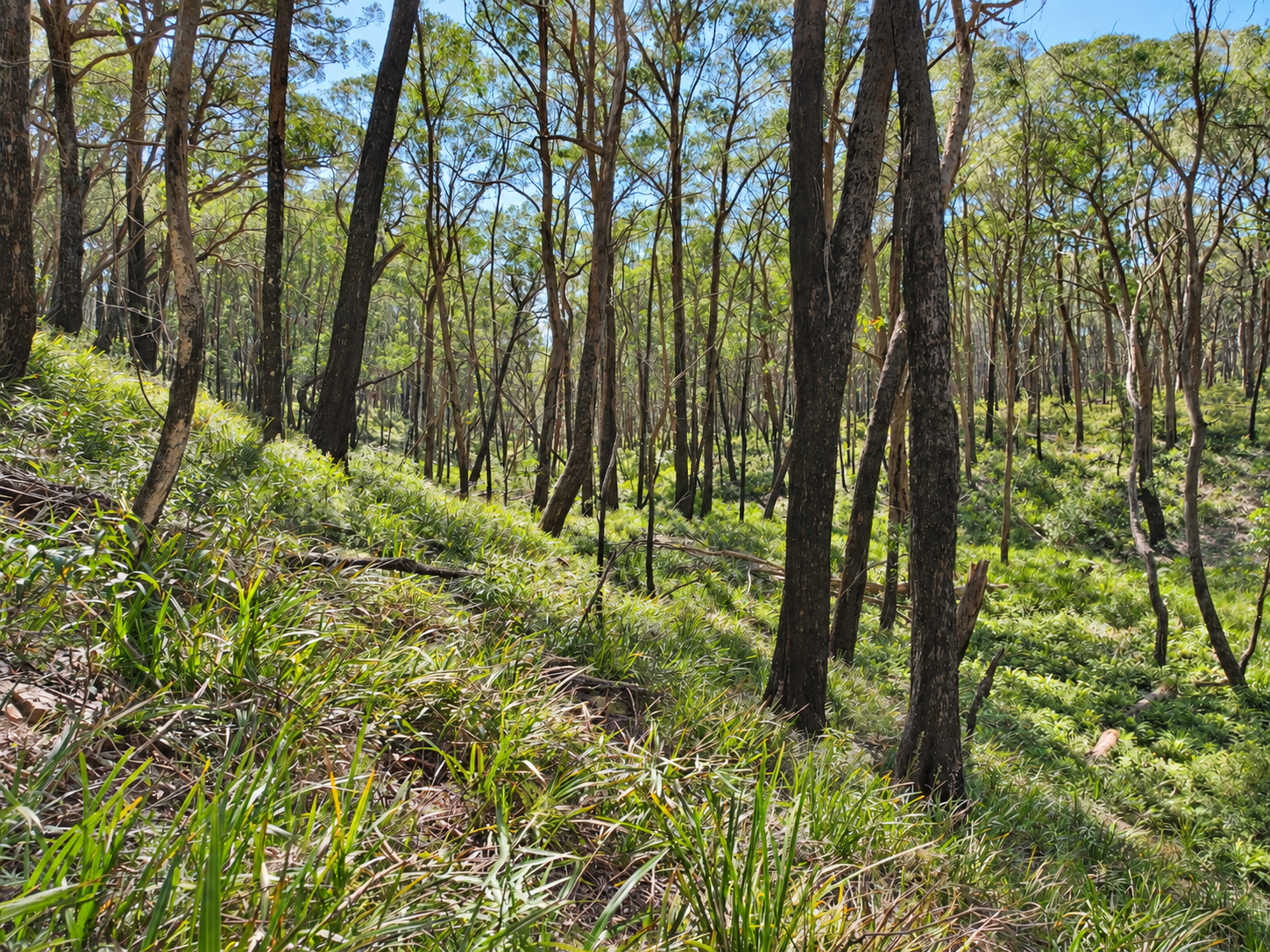 4651 Kings Highway, Monga For Sale by Farmbuy.com - image 6