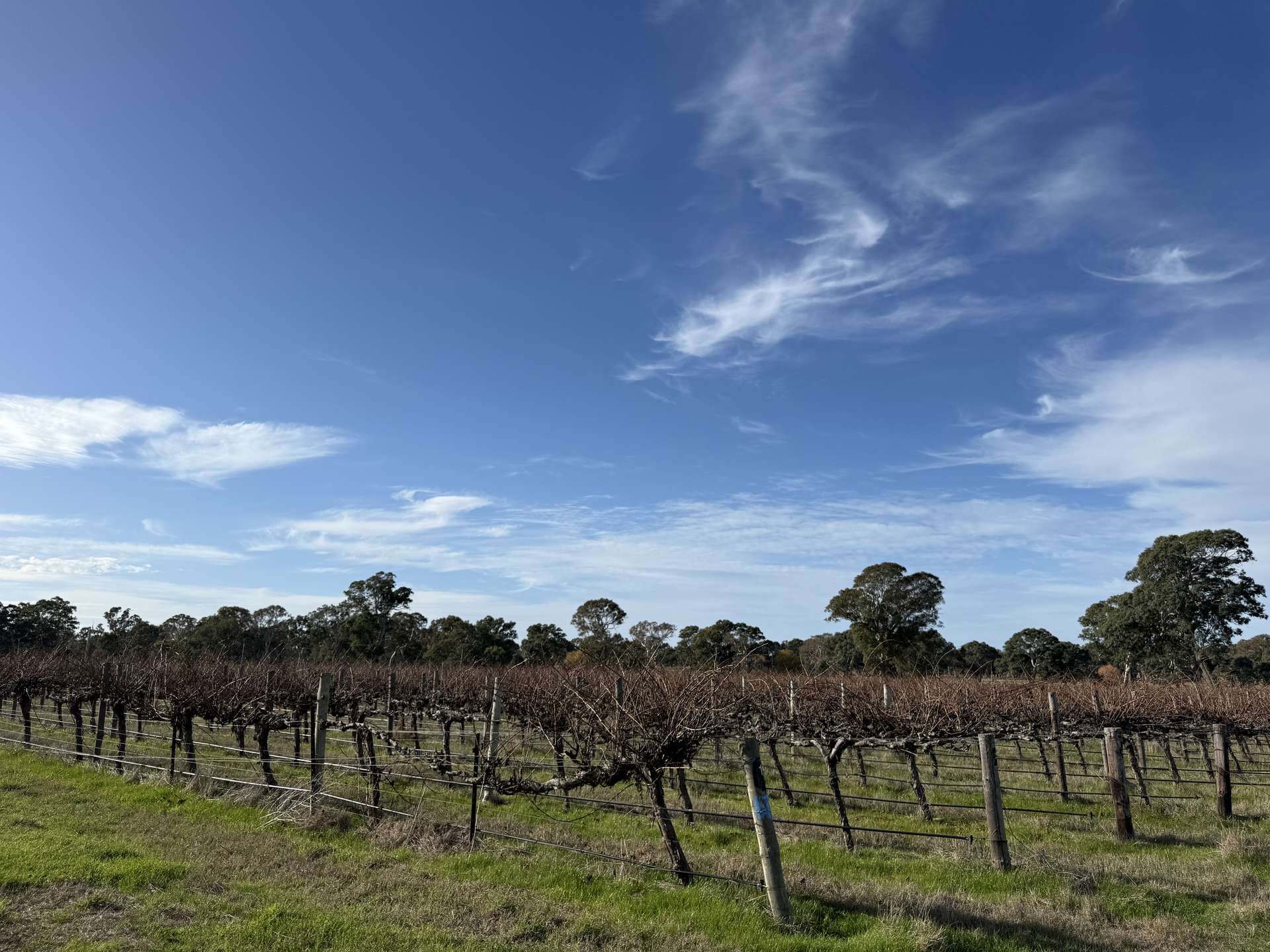 Lot 103 Dergholm Road, Penola For Sale by Farmbuy.com - image 9