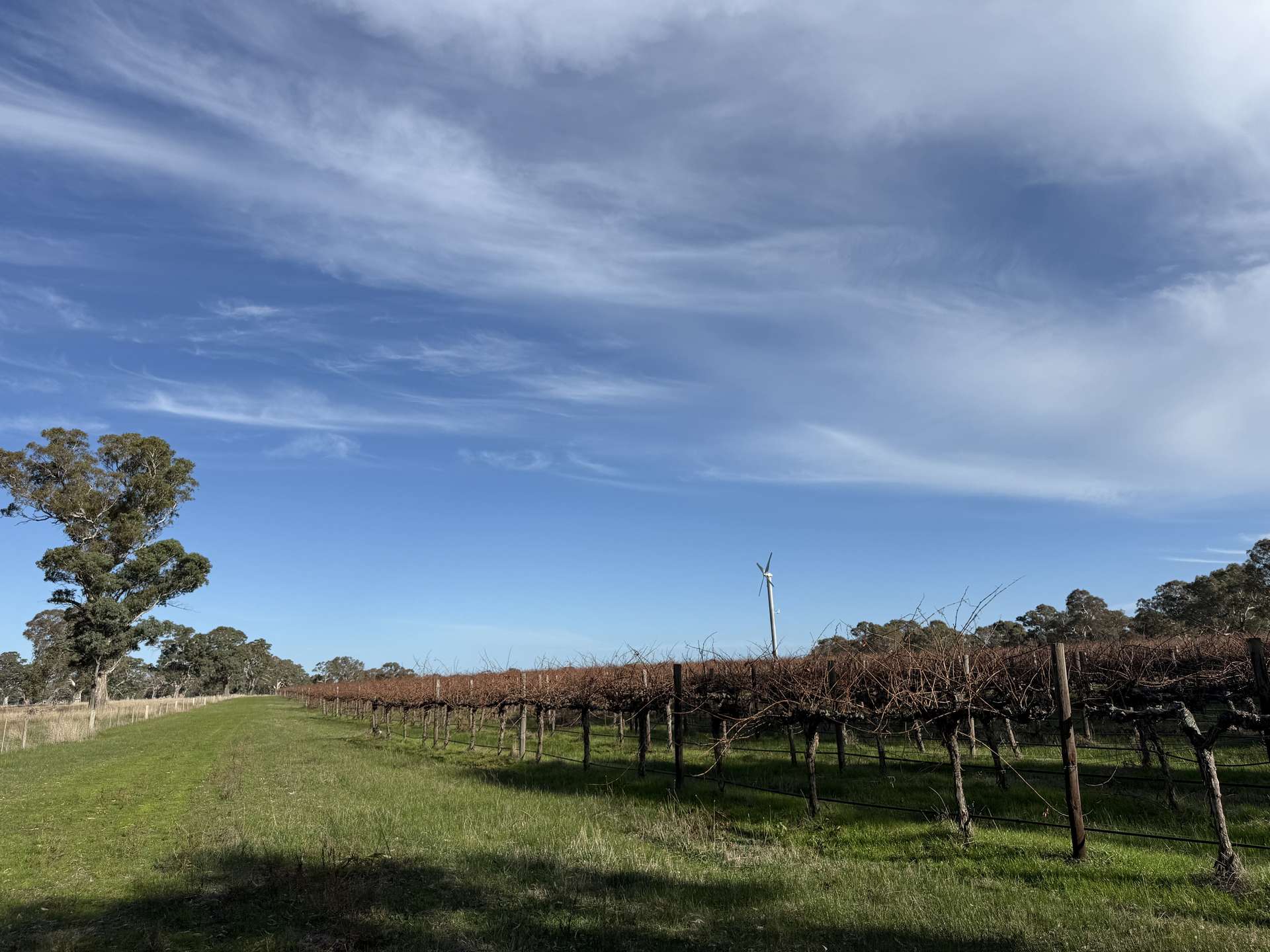 Lot 103 Dergholm Road, Penola For Sale by Farmbuy.com - image 5