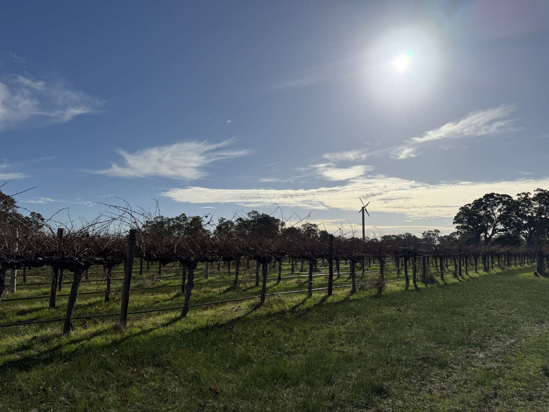Lot 103 Dergholm Road, Penola For Sale by Farmbuy.com - image 7