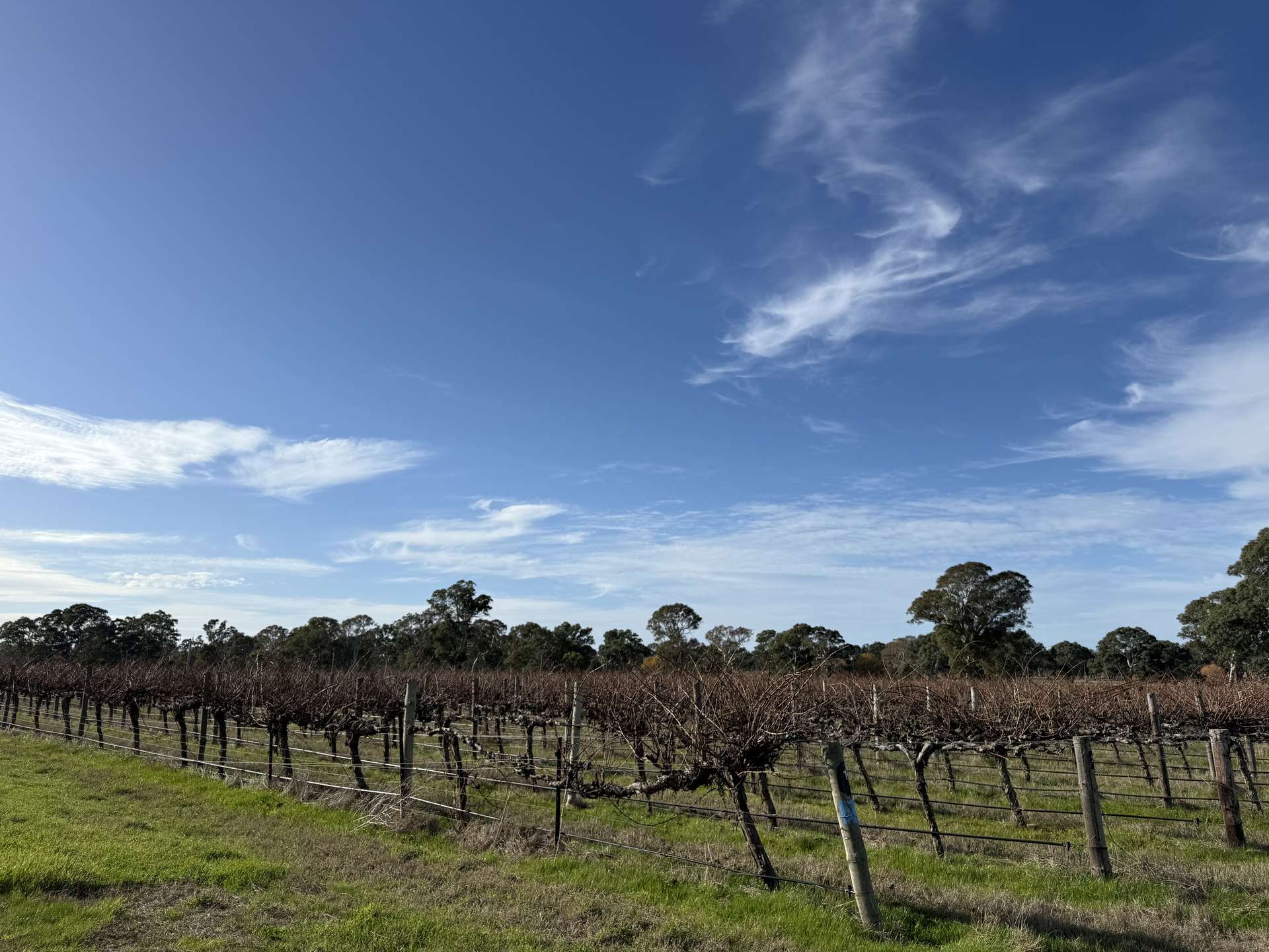 Lot 103 Dergholm Road, Penola For Sale by Farmbuy.com - image 8