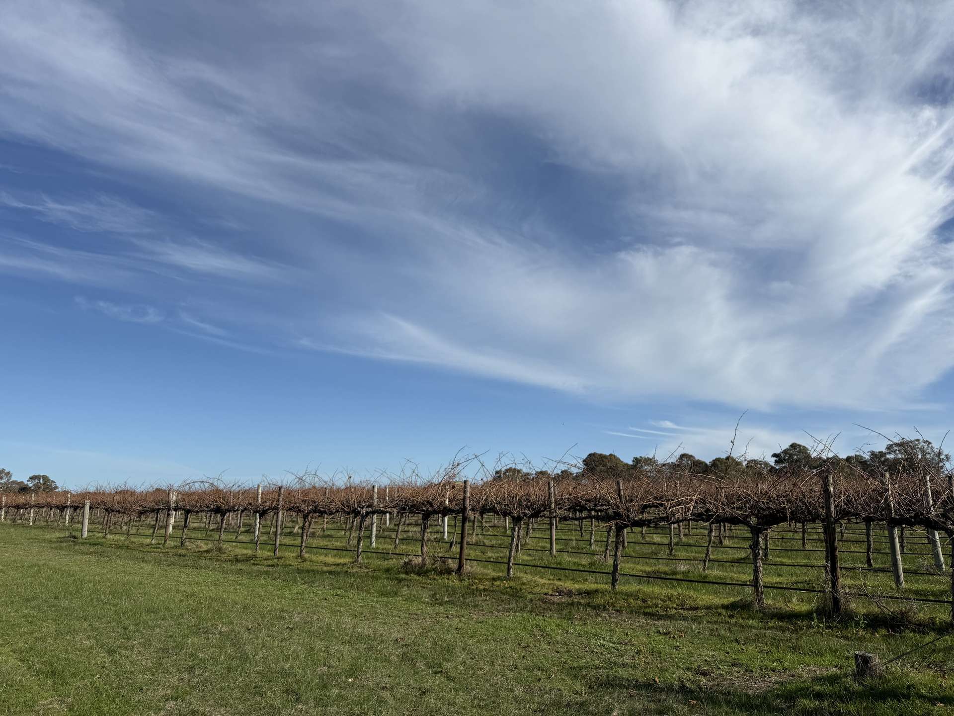 Lot 103 Dergholm Road, Penola For Sale by Farmbuy.com - image 6