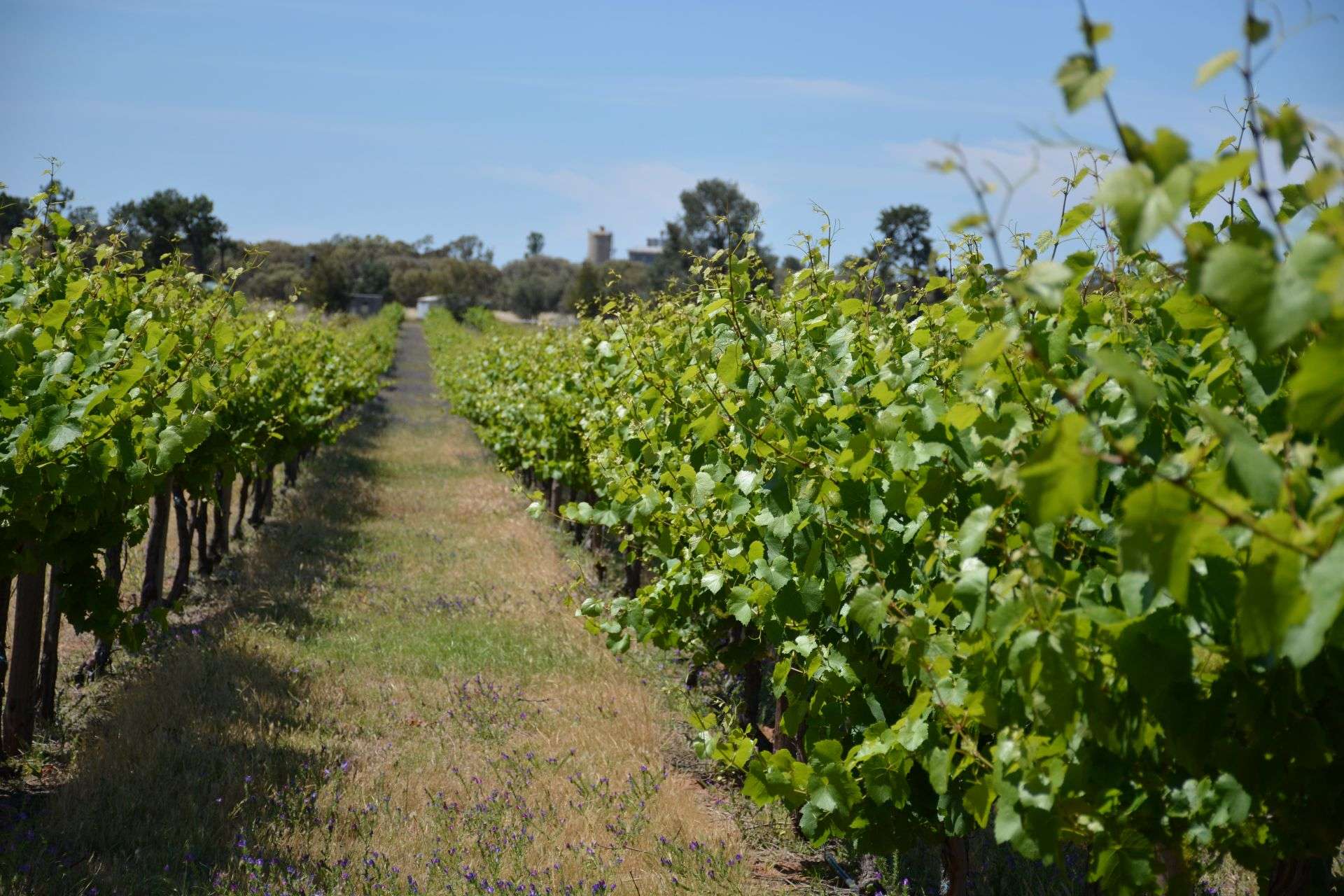 71 Kyola Road, Coleambally For Sale by Farmbuy.com - image 3