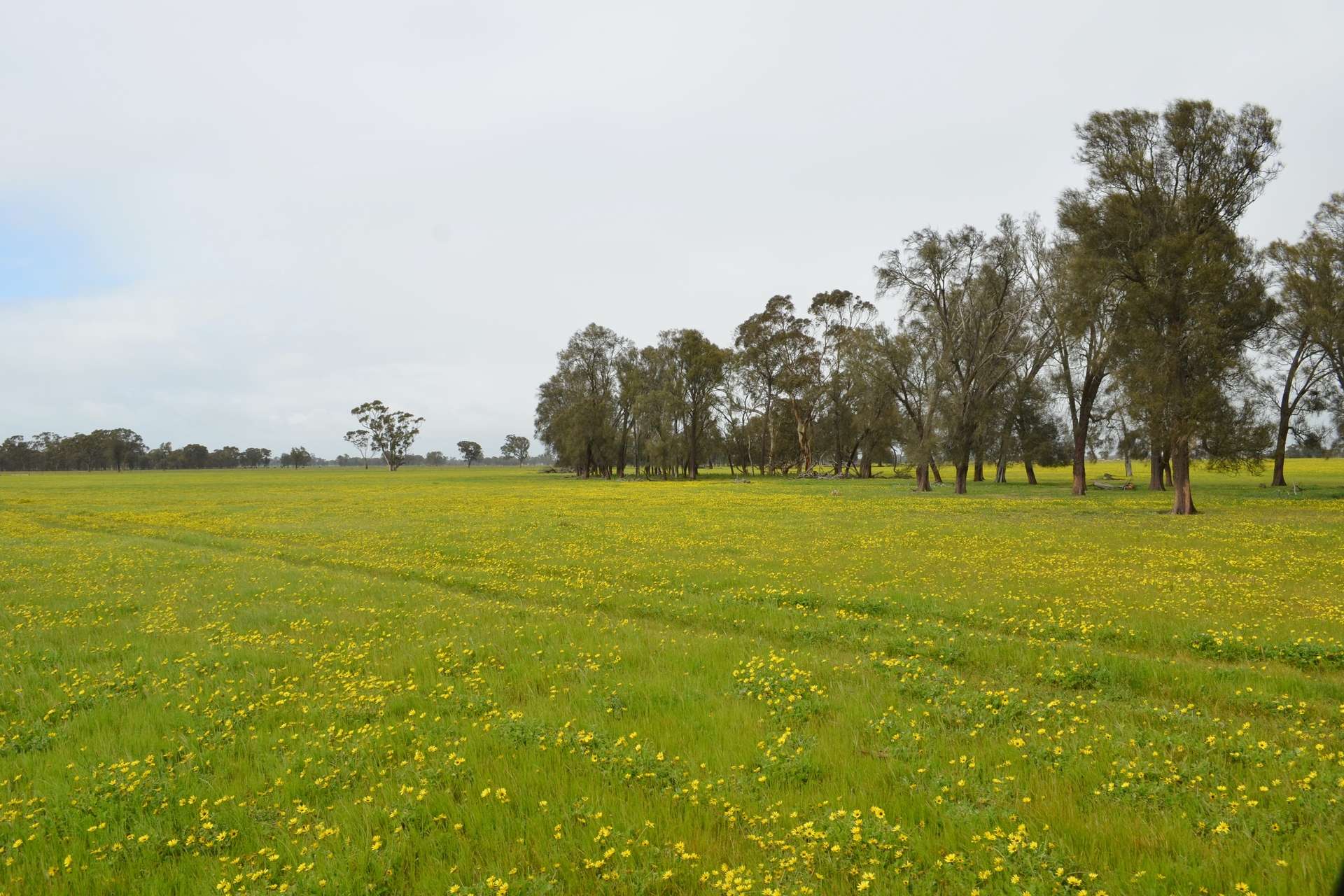 260 Burns Munn Road, Edenhope Sold by Farmbuy.com - image 5
