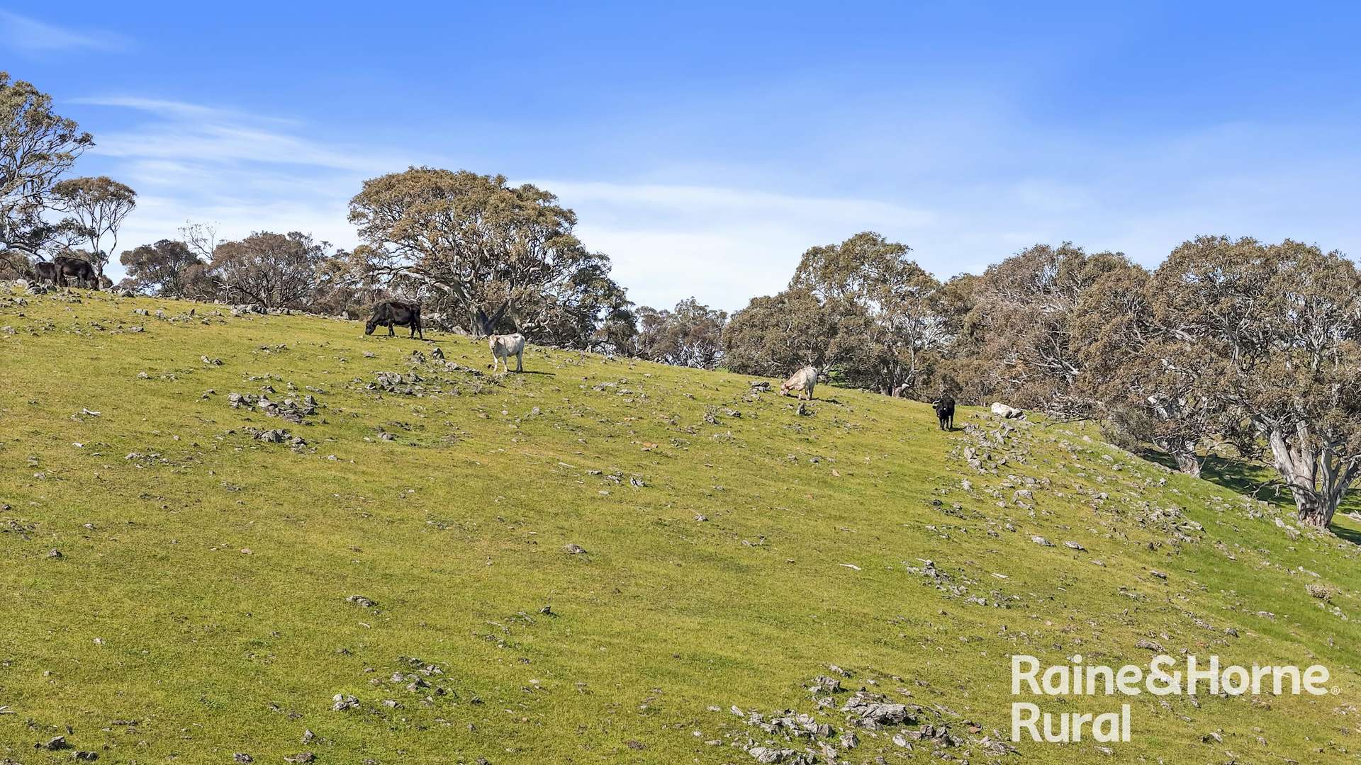 380C Wattle Flat Road, Ashbourne Sold by Farmbuy.com - image 28