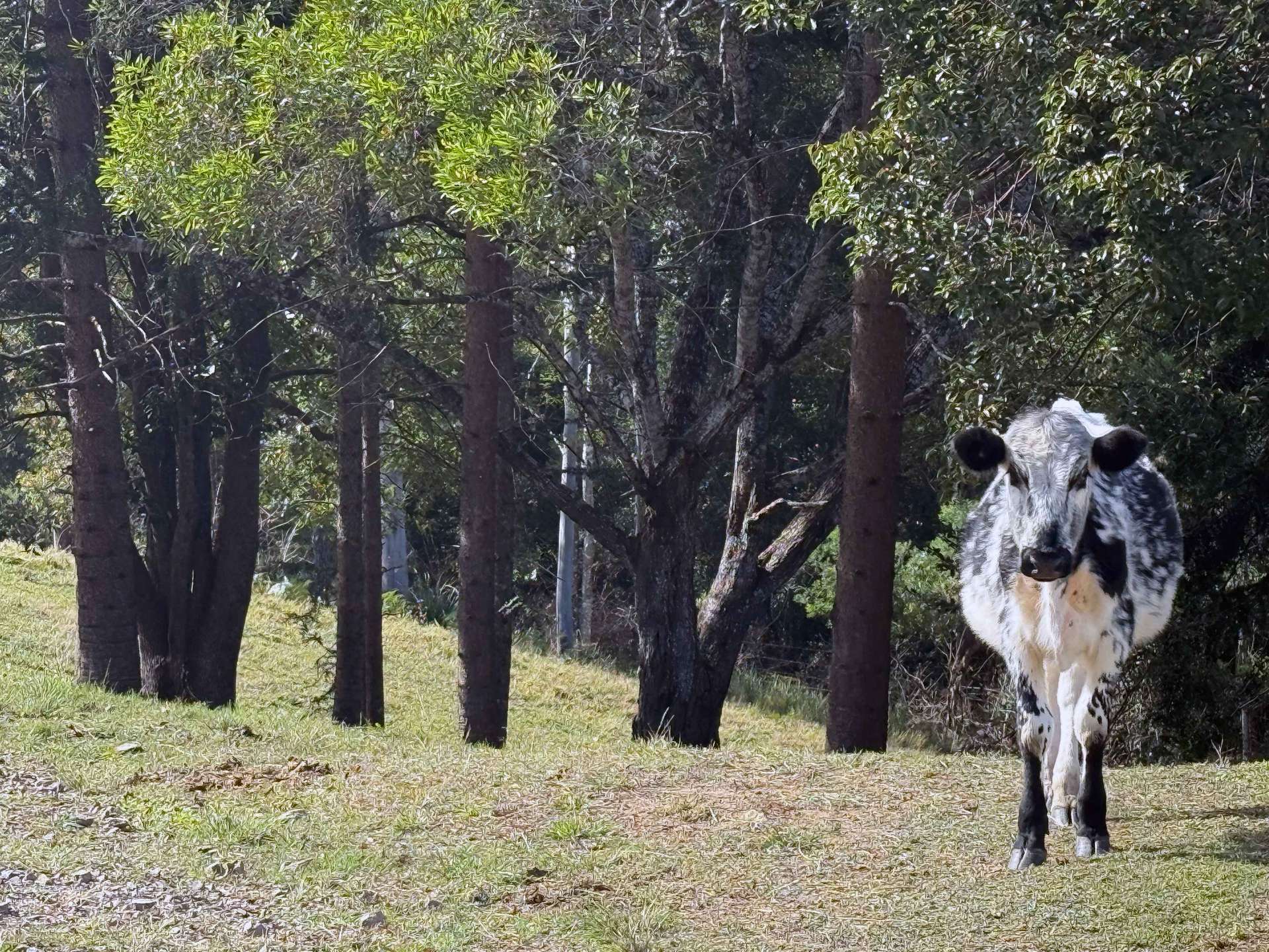 Lot 12 Cookes Road, Conondale Sold by Farmbuy.com - image 10