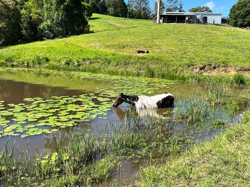 Farm Sold - QLD - Conondale - 4552 - Sold by Jamie Pollock - One Agency Sunshine Coast Hinterland 