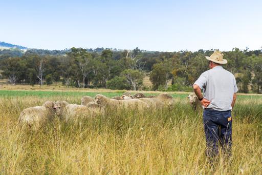 Farm Sold - QLD - Brush Creek - 4387 - Southern Downs Grazing Opportunity - Sheep/Cattle 
