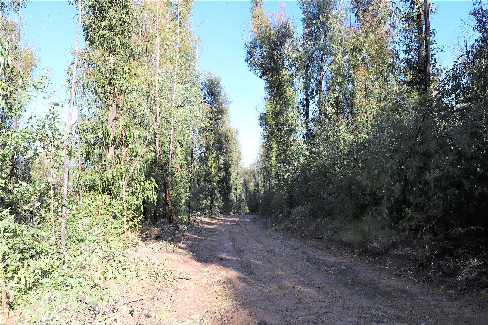 Lot 34, 35, 36 Monaro Highway, Rockton For Sale by Farmbuy.com - image 14
