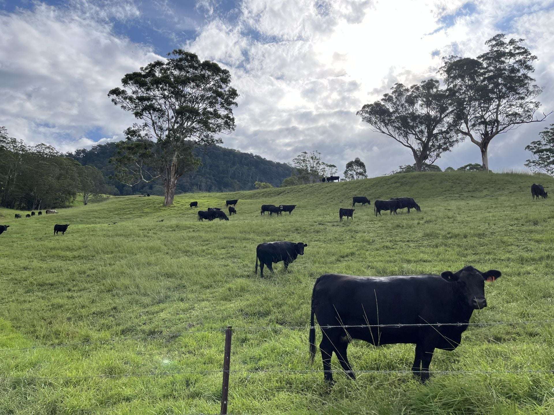 2319 Moss Vale Road, Kangaroo Valley For Sale by Farmbuy.com - image 29