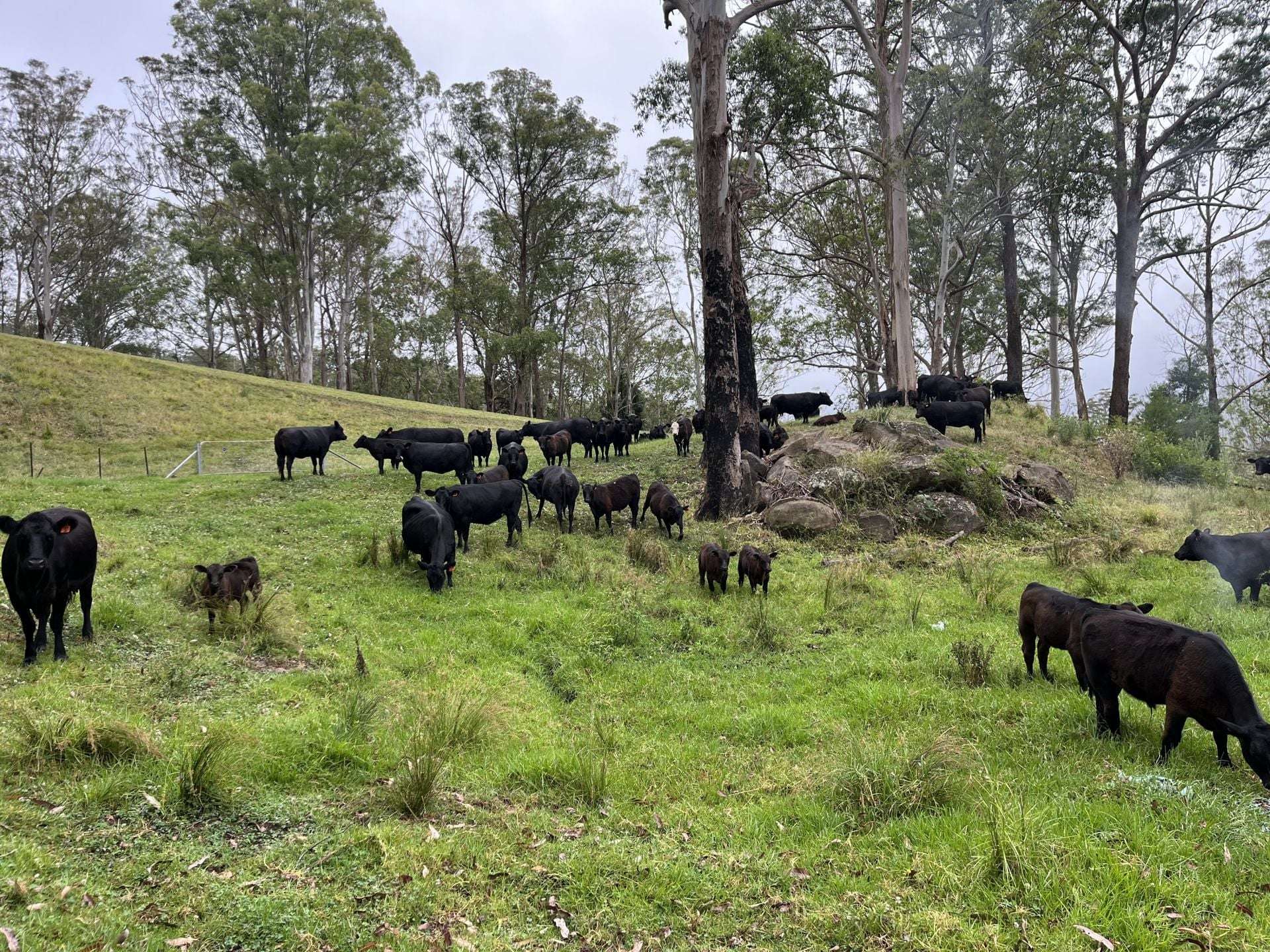 2319 Moss Vale Road, Kangaroo Valley For Sale by Farmbuy.com - image 33