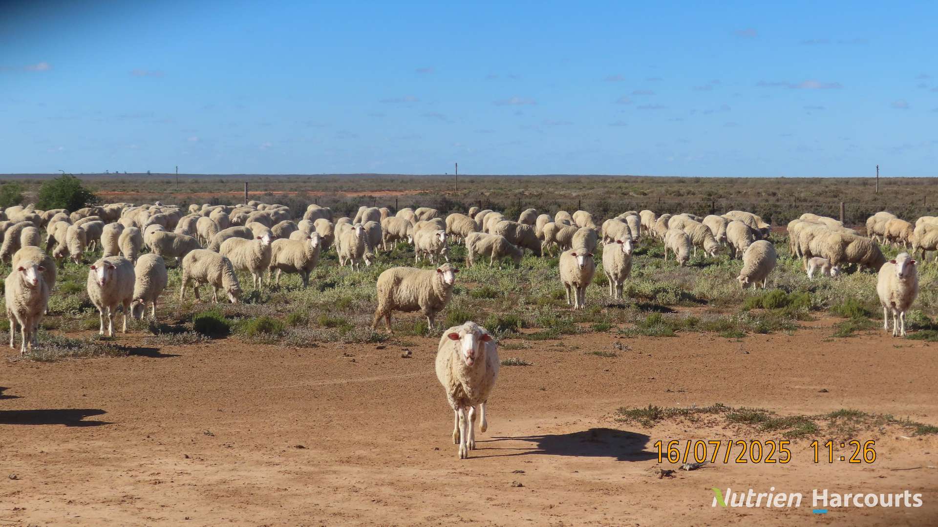 * Magenta Aggregation, Balranald For Sale by Farmbuy.com - image 4
