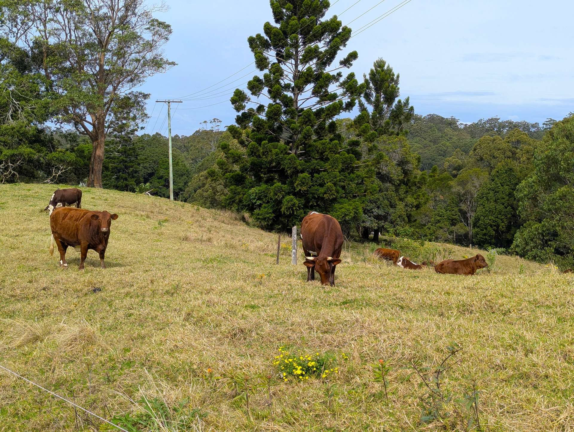 1190 Campbells Pockets Road, Mount Mee For Sale by Farmbuy.com - image 25