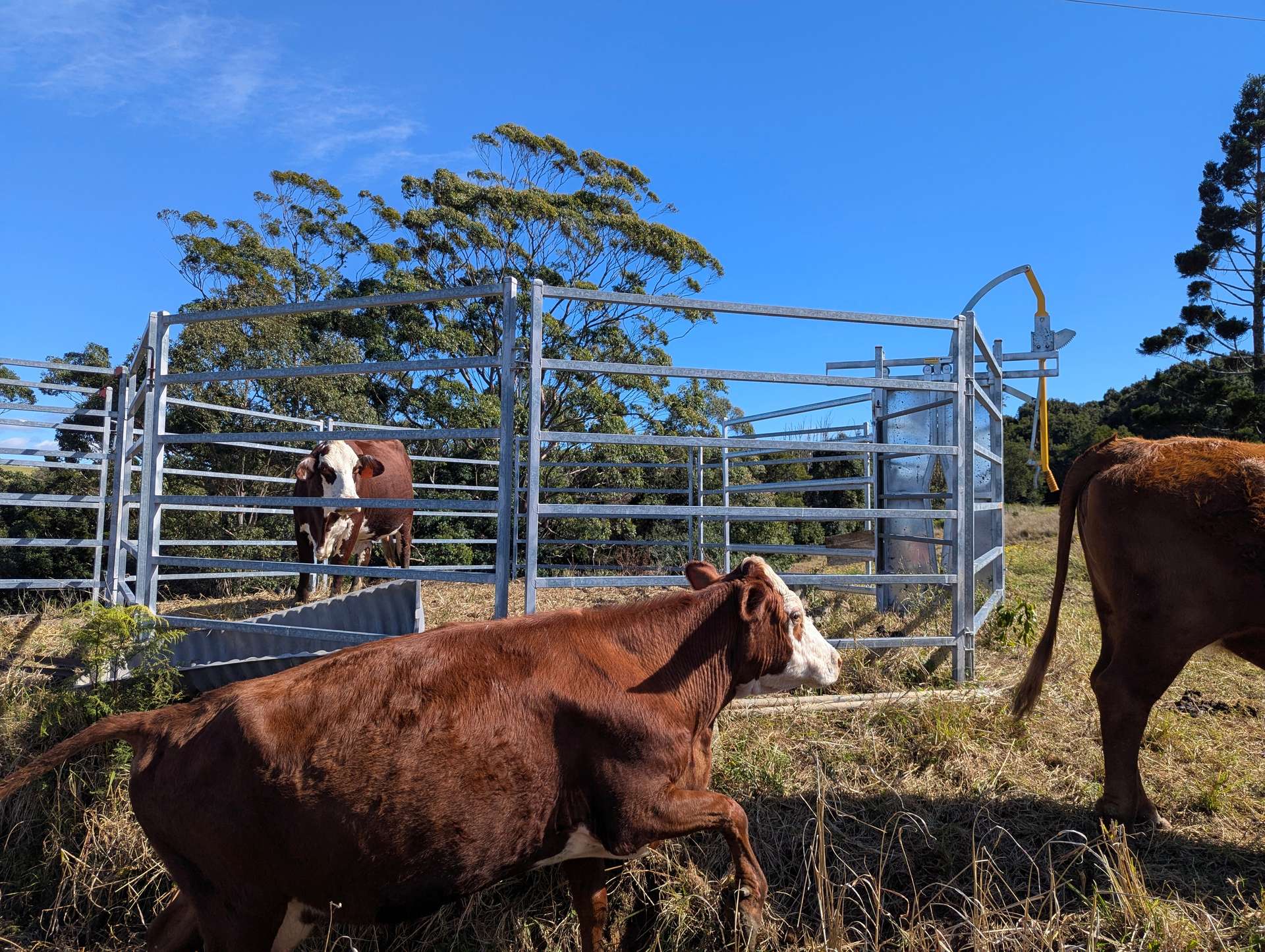 1190 Campbells Pockets Road, Mount Mee For Sale by Farmbuy.com - image 23
