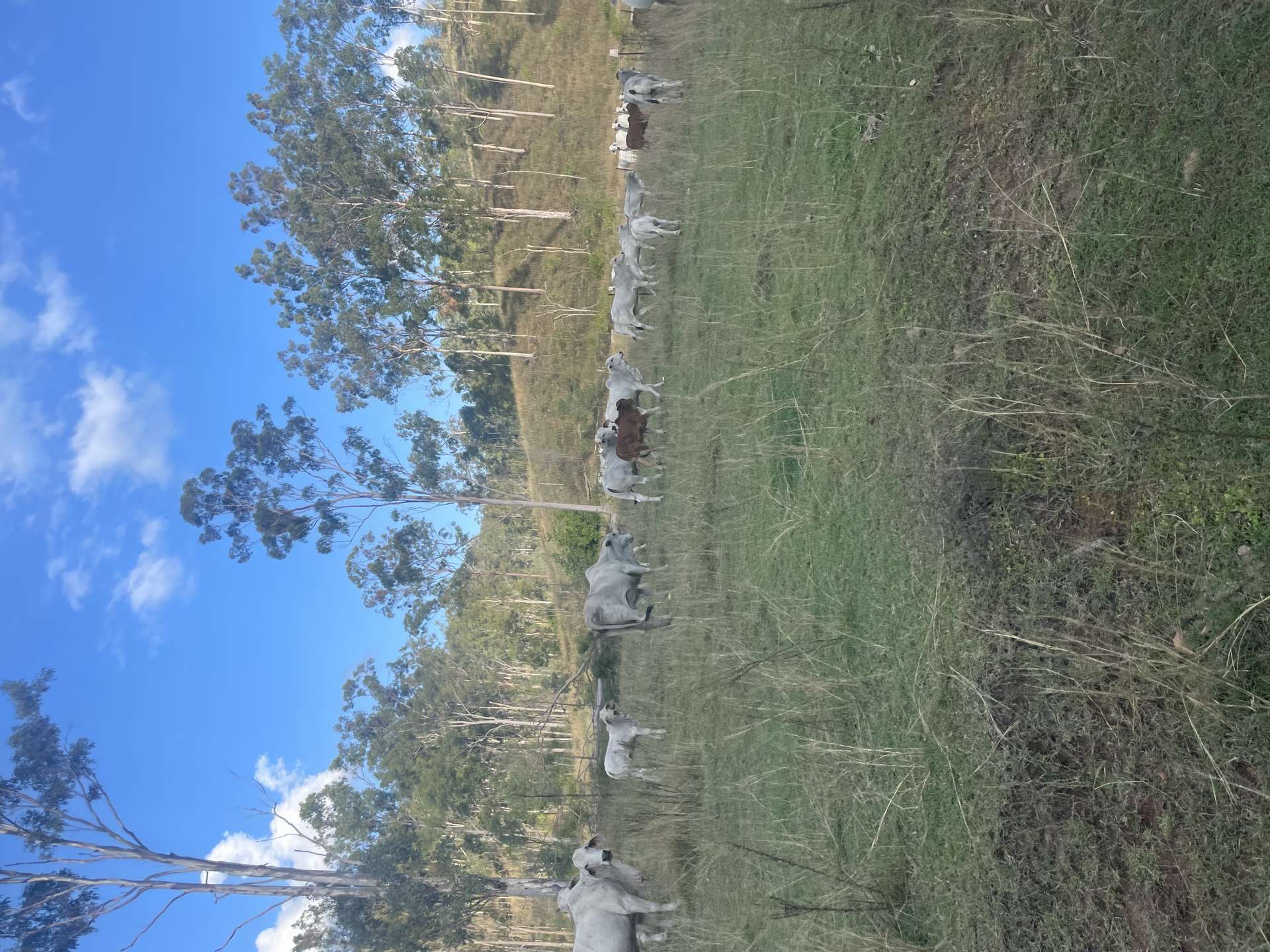 LOT 3 SULLIVANS ROAD, Boyne Valley For Sale by Farmbuy.com - image 24