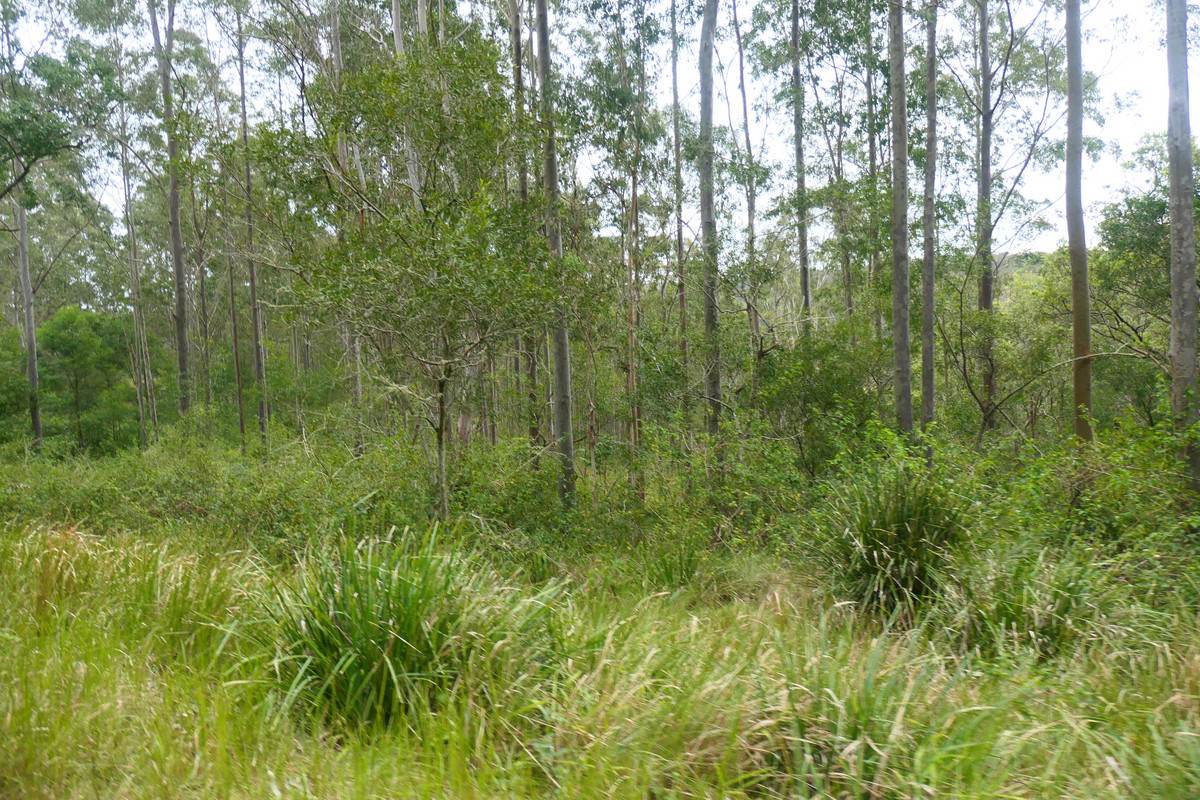 3 Hills Gate Forest Road, Upper Tooloom Sold by Farmbuy.com - image 7