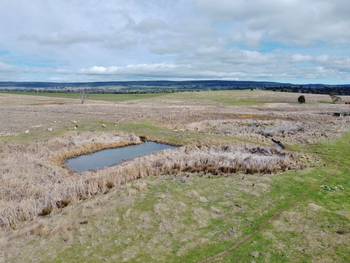 127 Calabash Road, Murringo, Via, Young For Sale by Farmbuy.com - image 6