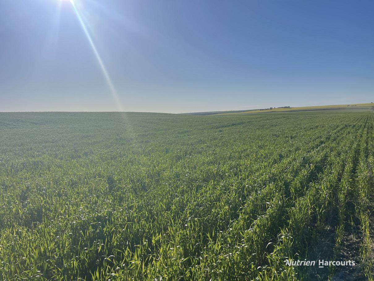 . Andrina Farm, Warradarge For Sale by Farmbuy.com - image 17
