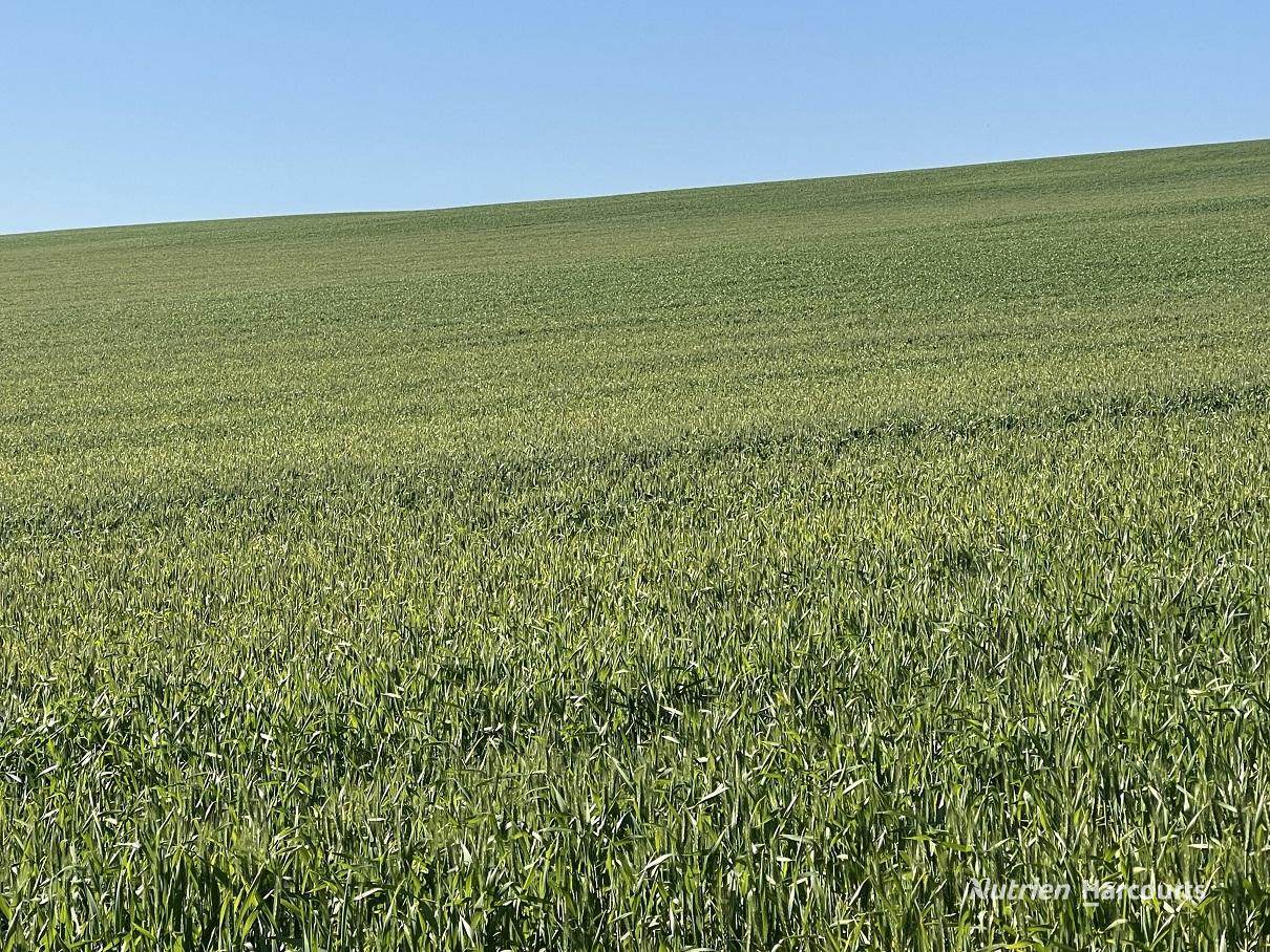 . Andrina Farm, Warradarge For Sale by Farmbuy.com - image 16