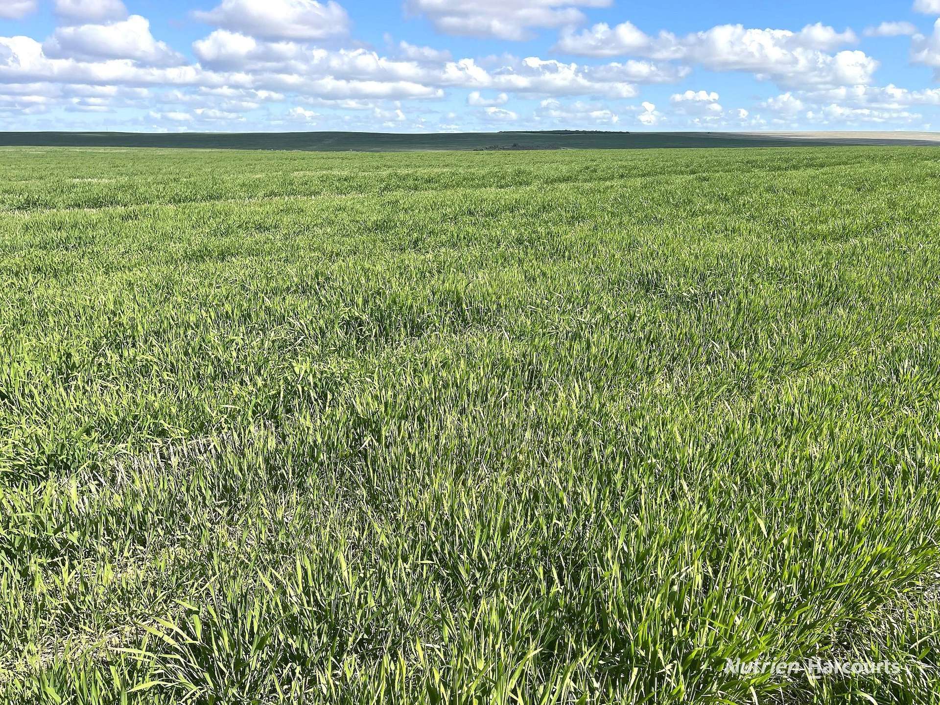 . Andrina Farm, Warradarge For Sale by Farmbuy.com - image 14