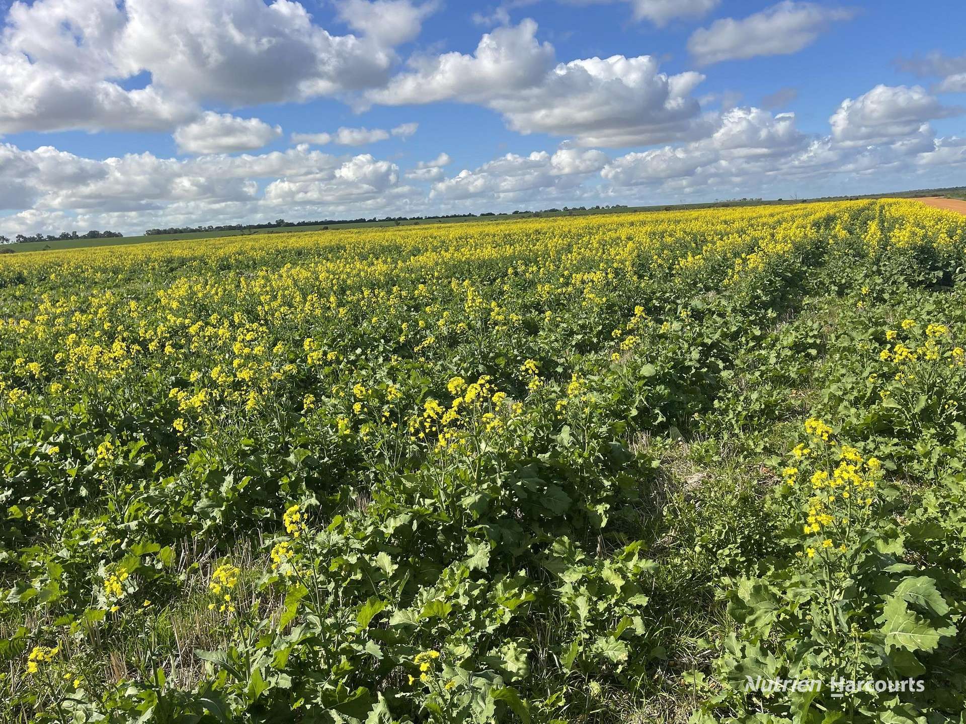 . Andrina Farm, Warradarge For Sale by Farmbuy.com - image 15