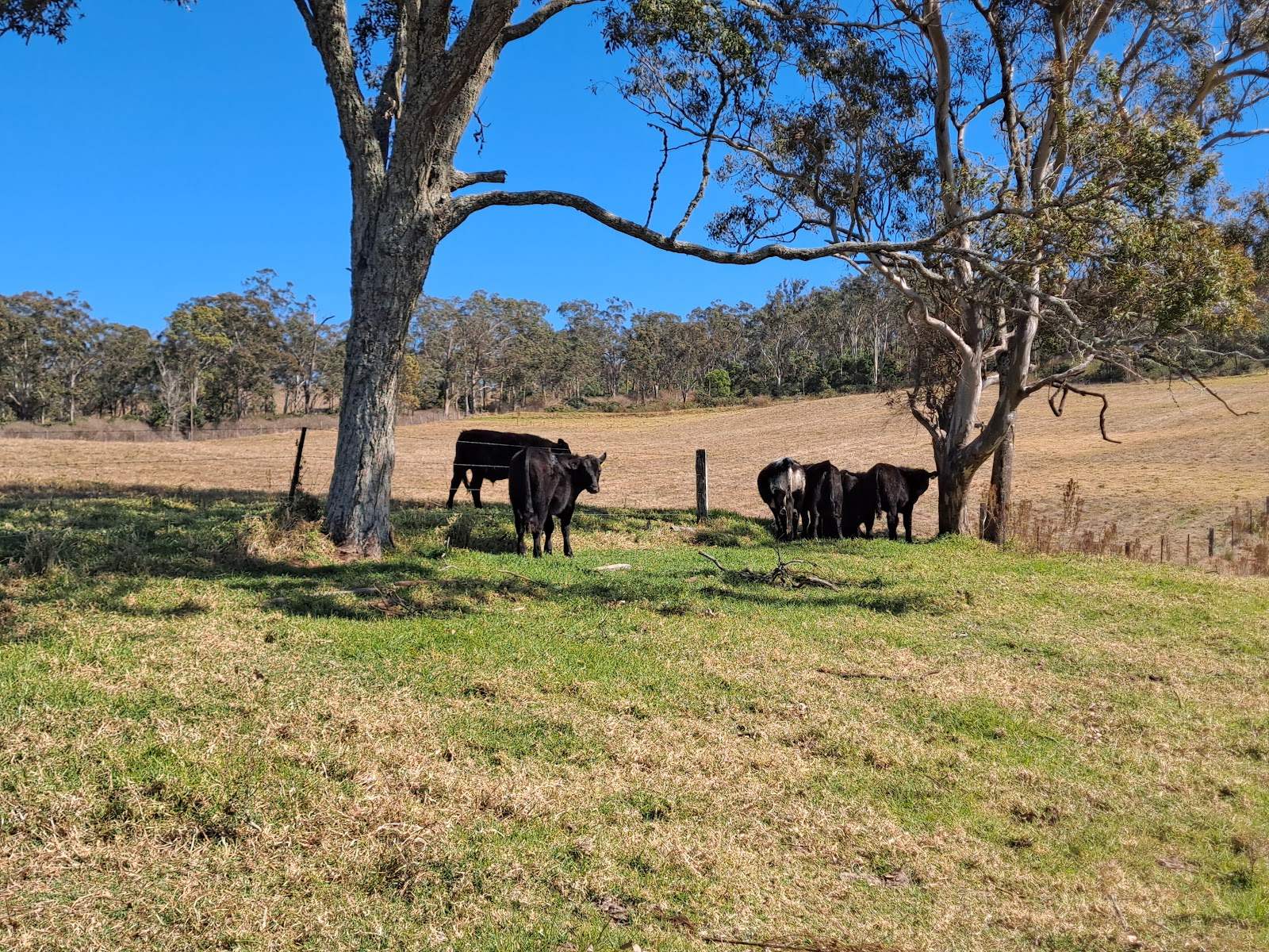 Lot/5 Bald Hills Road, Crows Nest For Sale by Farmbuy.com - image 25