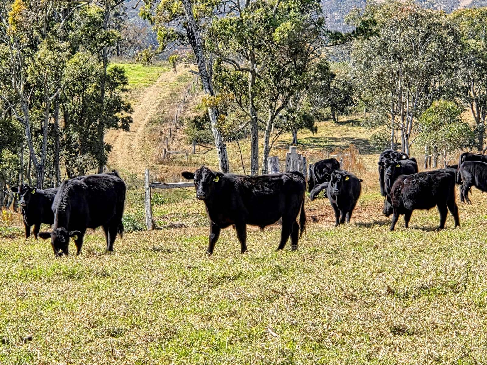 Lot/5 Bald Hills Road, Crows Nest For Sale by Farmbuy.com - image 32