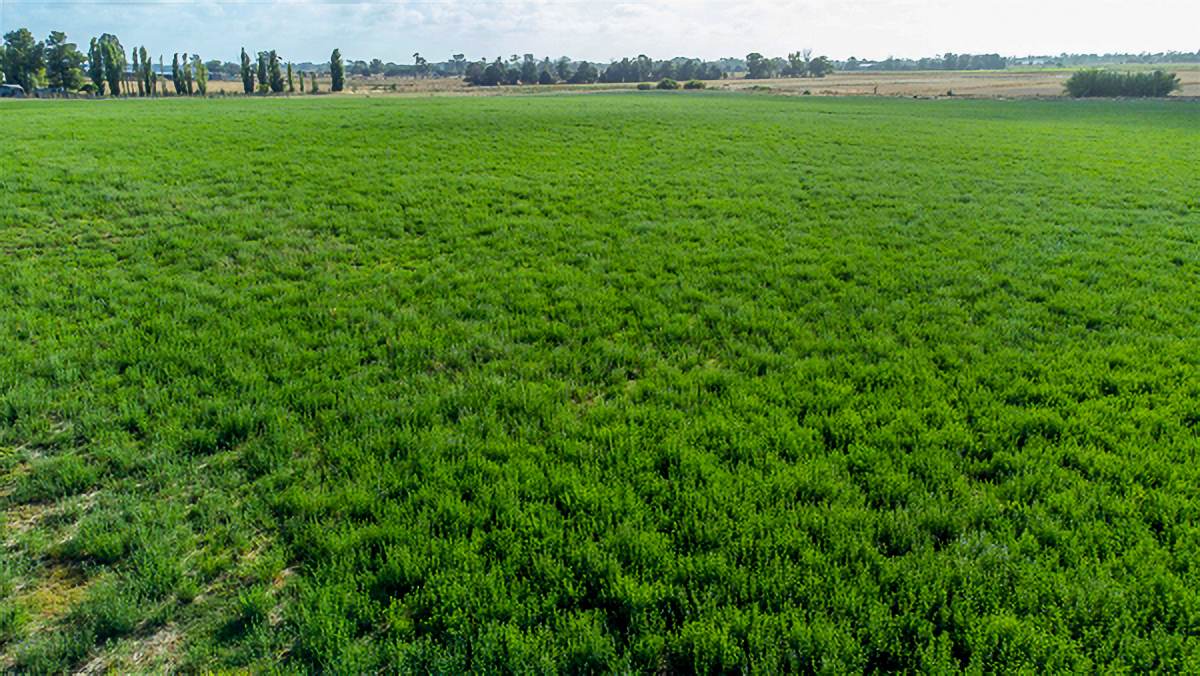 1061 McEwen Road, Kyabram For Sale by Farmbuy.com - image 14