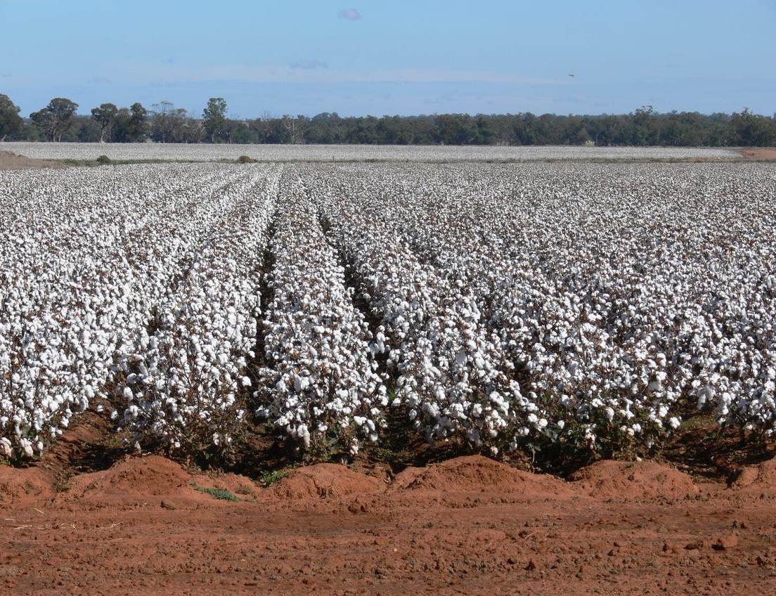 Sandy Camp & Kimaroi, Sandy Camp Road, Condobolin For Sale by Farmbuy.com - image 14