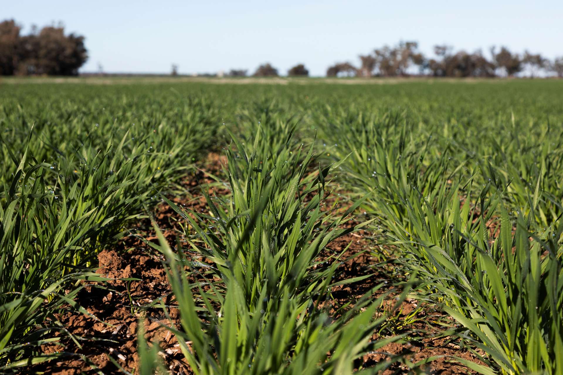 Sandy Camp & Kimaroi, Sandy Camp Road, Condobolin For Sale by Farmbuy.com - image 4