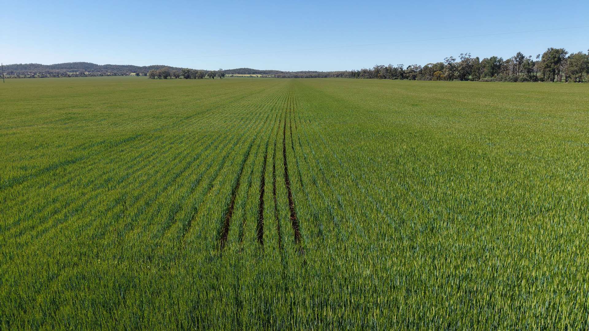 Sandy Camp & Kimaroi, Sandy Camp Road, Condobolin For Sale by Farmbuy.com - image 5