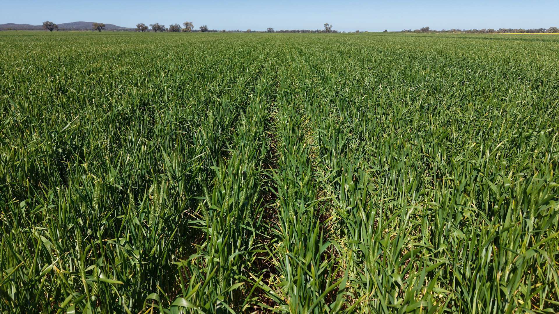Sandy Camp & Kimaroi, Sandy Camp Road, Condobolin For Sale by Farmbuy.com - image 18