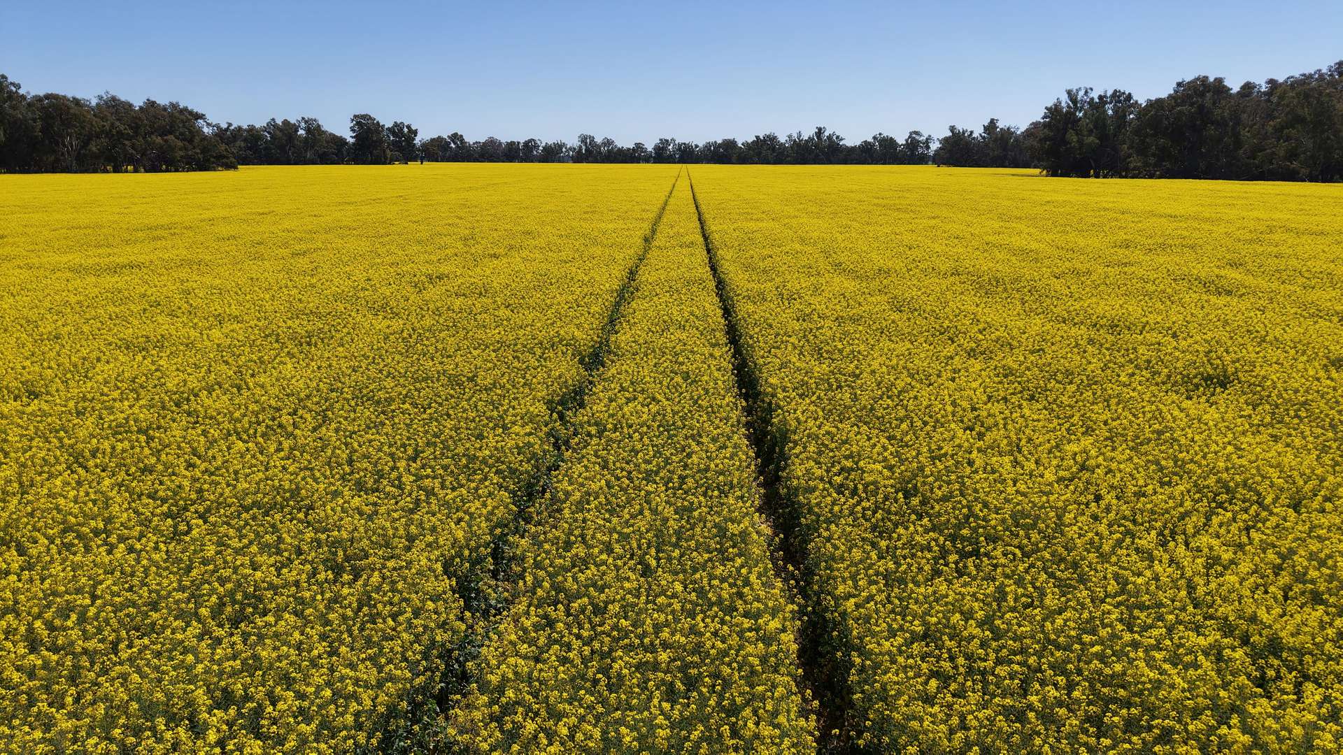Sandy Camp & Kimaroi, Sandy Camp Road, Condobolin For Sale by Farmbuy.com - image 17